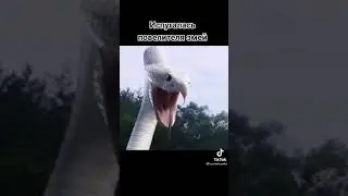 🎬-Легенда о змее