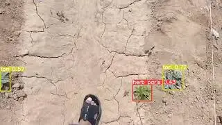 Weed detection on Pakistani Fields Using YoloV5