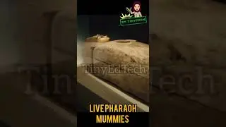 Pharaoh mummies from Egypt|| let's explore Egypt with @TinyEdTech #live #shorts #mummies#travel