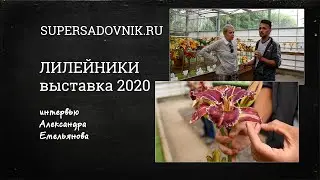 Интервью с Александром Емельяновым на выставке лилейников 2020: обзор самых модных сортов лилейников
