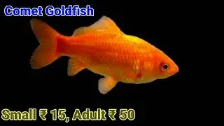 Aquarium Fish Price In 2023 | PB AQUATICS AND PETS | Ornamental Fish Price @SJInceptions