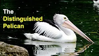 The Distinguished Pelican