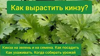 Выращивание кинзы в открытом грунте. Как вырастить кинзу. Как сажать кинзу в открытый грунт.