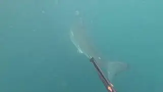 Great White Shark Freediving Encounter (5-6-25)