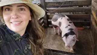 Comprei uma Matriz de Raça. #suínos
