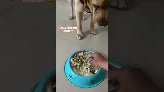 Cosco’s demanding love | Pampered Pet Boarding at Mohali 🐾 #pawwnation #viral #dog #stayhome #pets