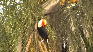 TUCANO