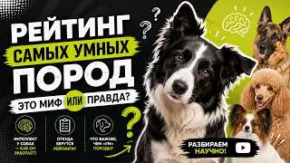 САМАЯ УМНАЯ ПОРОДА! Бордер колли самая умная? Откуда взялся рейтинг