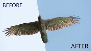 Photoshop Basic tutorial for Beginners in Hindi | Wildlife Photography Post-Processing.