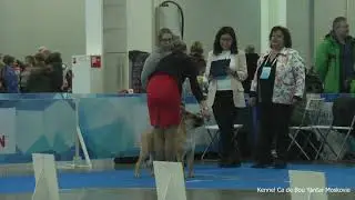 Eurasia 2019 Ca de Bou Best Puppy
