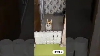 🧻😅 #корги #corgi #corgilove #вельшкорги #коргипемброк #вельшкоргипемброк #dog #corgilife #собака