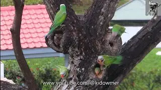 2 RED-BREASTED PARAKEETS Chicks Nesting with extra Babysitters keeping watch