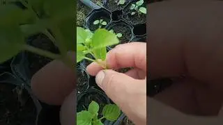 Высадка овощного и ягодного физалиса в открытый грунт