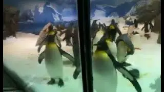 bored emporia penguins.