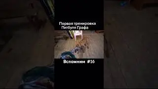 Очень скучаем по графику! #pitbull @PitbullGrafBalas @DragonlifeAgop #americanbreed #dogbreed