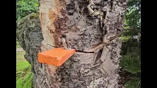 Bricklayer attempts tree felling