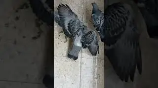 Baba güvercin & yavruları