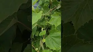 garden tour | Part 3