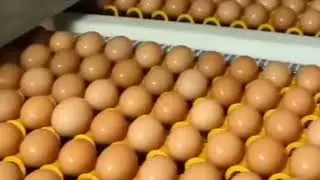 How to make eggs Ya video eggs k baray ma ha factory ma eggs kasy banaty hain #eggs #facts #factory