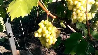 Виноград Аркадия и Кеша готовы к срезке