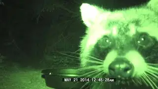31 Days of 🦝 - 31 - The Raccoon Visit that Started *ALL* visits!