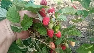 Летний сорт малины Соколица.