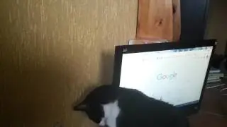 Кошка чешетса оп компютер и грызет провод