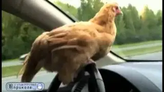 Что за курица за рулем?