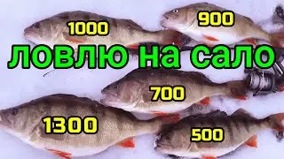 PERCH CANNIBALS. Perch fishing with lard. New record, perch trophy with a winter fishing rod, 1345g.