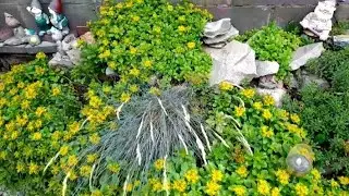 🌲🌲🌲🔺🔺🔺Tatiana's garden review. I'm deciding to buy some thujas!💰💰💰