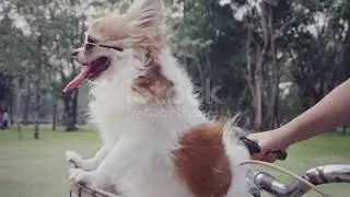 4k Slo Mo Chihuahua Dog With Sunglasses On Bicycle Basket Stock Video   Download Video Clip Now   iS