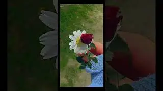 yeni şarkım papatyanın gülü hadi 5b yaparız