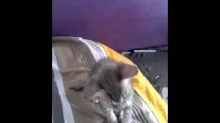 Кошко Зигует