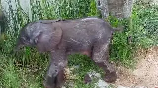 Newborn Elephant with his mother -Africam Sighting - Rosie's Pond Cam- (December 21 2022)