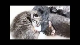 The Miracle of Life - MiauMiau and her kittens (2)