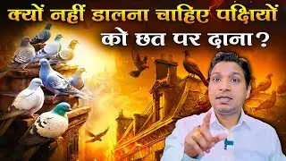 पक्षियों को छत पर दाना क्यों नहीं डालना चाहिए | Feeding of Birds on Terrace 