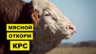 Откорм бычков на мясо | Виды и технологии откорма | КРС | Мясное Скотоводство