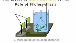 IGCSE 2.10. Rate limiting factors in photosynthesis.  Ms Cooper