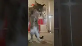 #мойпитомец #cat #dance