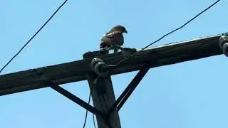 Hawk kill continued. Second hawk steals the meal.