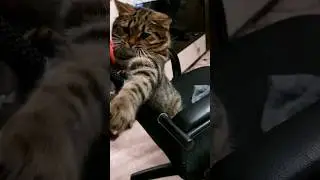 Где мой носок? #cat #юмор #котики