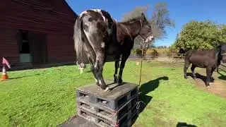 Why would you want to ride a mule? Let me show you. 