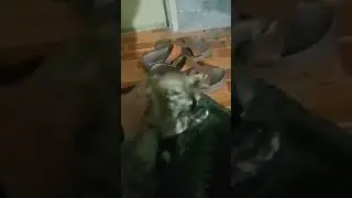 Stray cat part 4 (Real)