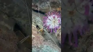🐠❤️ 
