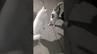 Белый Борзый Хаски