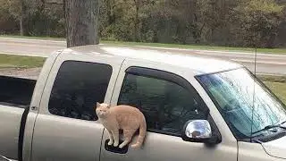 cate