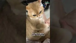 How Our Cat See Us?