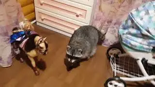 Енот в доме! 3 минуты из жизни енота Йохо) 