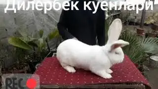Дилёрбек Фландрлари. Фаргона куёнчи. Quyonchilik uz