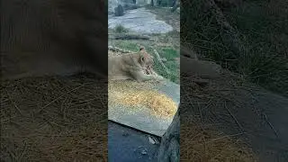 Lion eating a bone at the cincinnati zoo #bringingthezootoyou cincinnati #zoo #wildlife